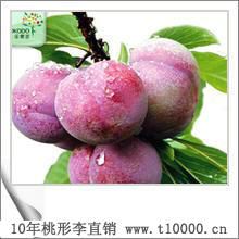 李子-特大号桃形李推广直销6