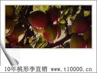 李子——羲之桃形李报价3