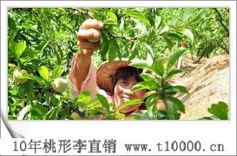 中号桃形李_水果8