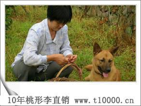 孕妇吃李子对胎儿好吗