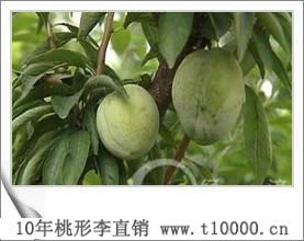 水果浙江省嵊州桃形李成熟时间