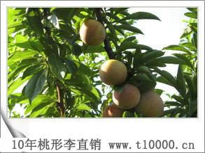 精品水果金奖浙江桃形李产量