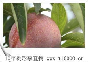 李子——金庭羲之桃形李