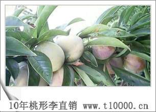 桃形李树的品种