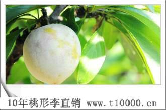 金庭特产——济渡桃形李的栽培