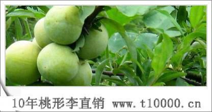 水果——济渡村桃形李管理技术