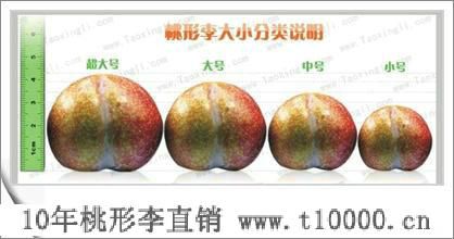 水果——济渡村桃形李管理技术3