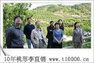 嵊州金庭镇特产_金庭镇桃形李高产管理
