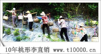 中号桃形李种植要求3