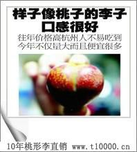 水果中号桃形李的栽培8