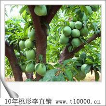 中颗粒桃形李水果6