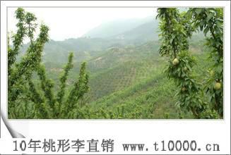 水果——大号桃形李培植技术5
