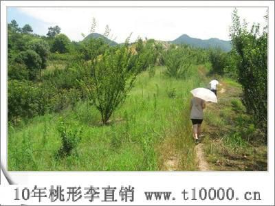 水果——大号桃形李培植技术7