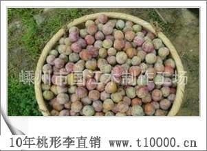 水果——中颗粒桃形李品尝