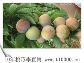 水果——中颗粒桃形李品尝1
