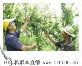 江南珍果——嵊州羲之牌桃形李基地
