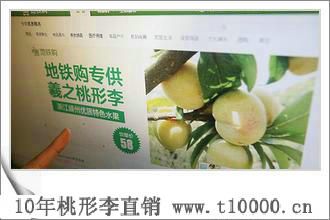江南珍果——嵊州羲之牌桃形李基地6