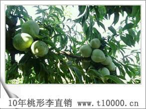水果嵊州桃形李
