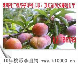 水果特大号桃形李栽培技术