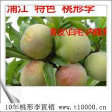 水果特大号桃形李栽培技术6