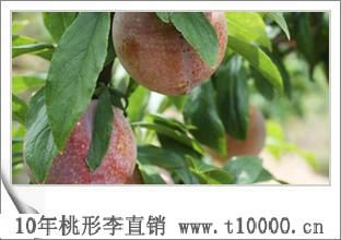 李子中号桃形李直销供应3