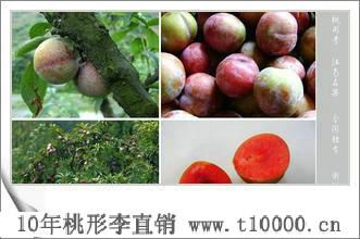 李子中号桃形李直销供应8