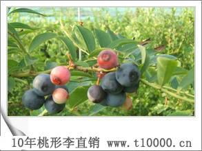嵊州金庭镇特产_嵊州桃形李