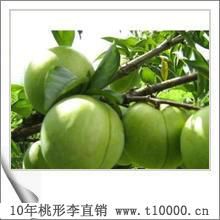 李子金庭羲之牌桃形李出售