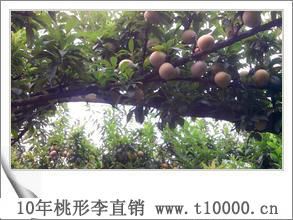 水果——嵊州桃形李成熟时间2