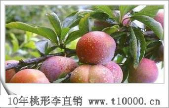 水果——嵊州桃形李成熟时间3