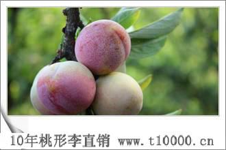 水果_大号桃形李