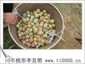 金庭羲之牌桃形李水果