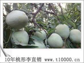 李子_浙江省桃形李采摘
