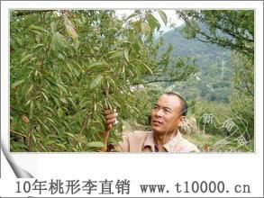 金庭镇特产-嵊州羲之牌桃形李9