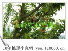 金庭羲之桃形李——水果3