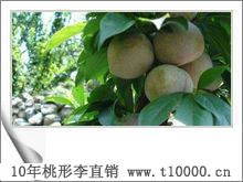 金庭桃形李出售