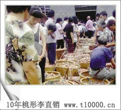 金庭桃形李出售1