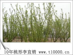金庭桃形李_水果