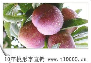 金庭羲之牌桃形李基地8