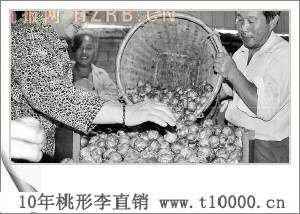 李子——金庭桃形李栽培方法