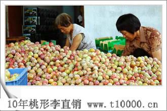 李子——金庭桃形李栽培方法7
