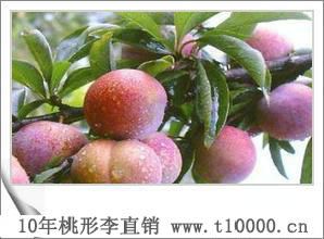 水果——济渡村桃形李非常甜