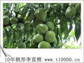 李子——羲之牌桃形李6