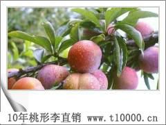 李子——羲之牌桃形李2