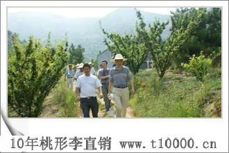 桃形李沟村8