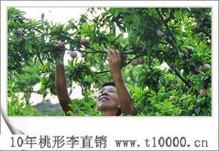 李子_浙江桃形李3
