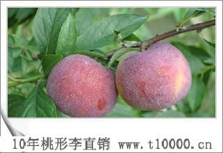 李子_浙江桃形李7