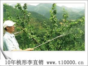 大号桃形李-李子